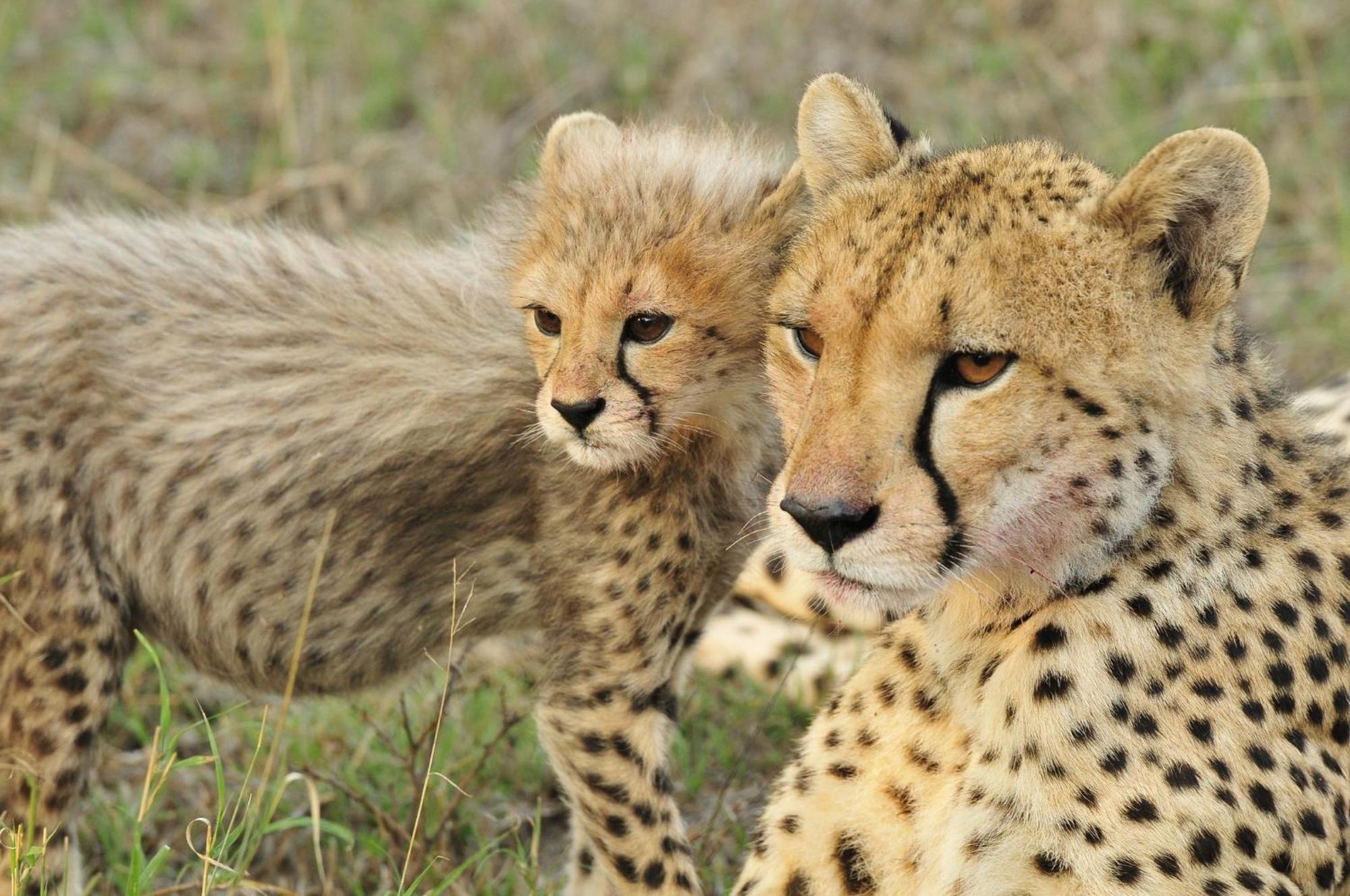 Lodge Inyati Game Sabi Sand Game Reserve