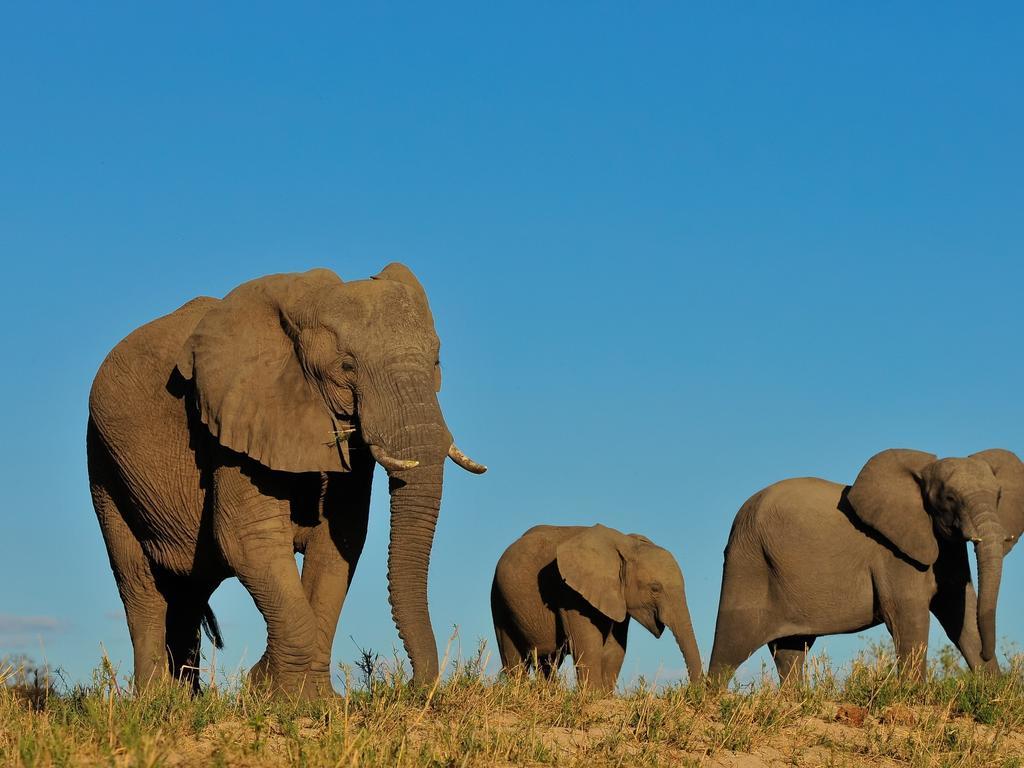 Inyati Game Lodge