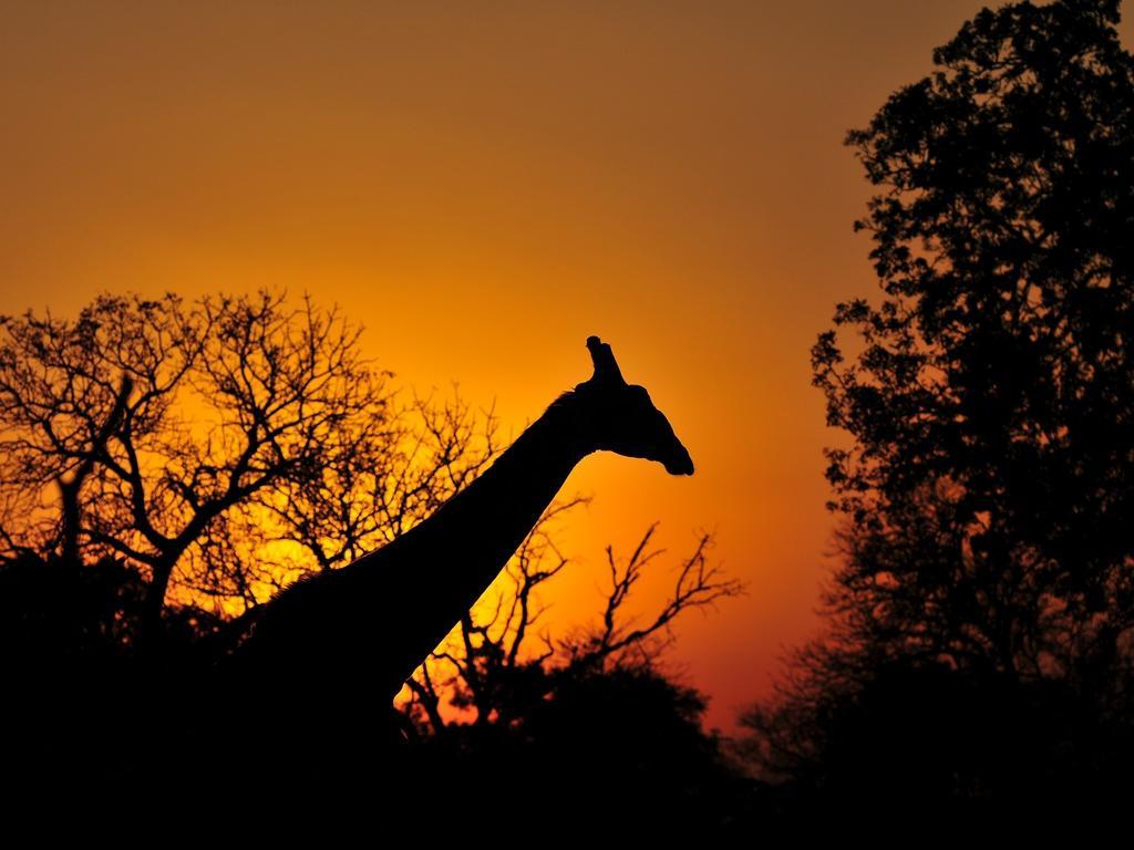 Lodge Inyati Game Sabi Sand Game Reserve
