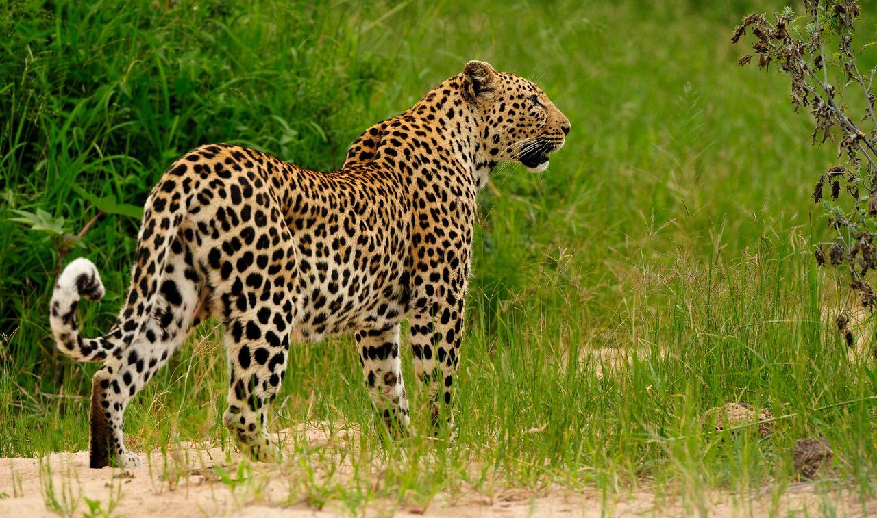 Lodge Inyati Game Sabi Sand Game Reserve