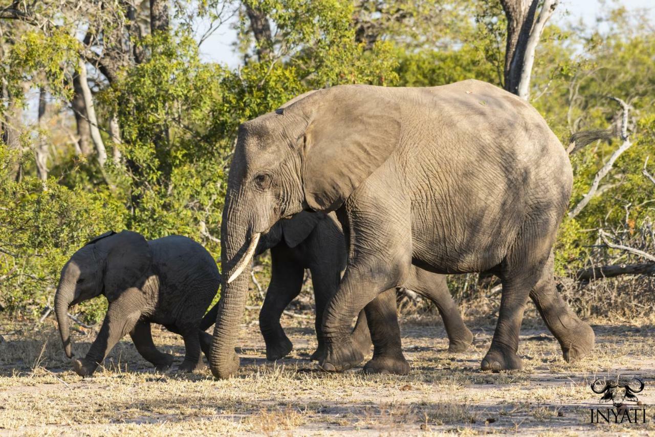 Inyati Game * Sabi Sand Game Reserve