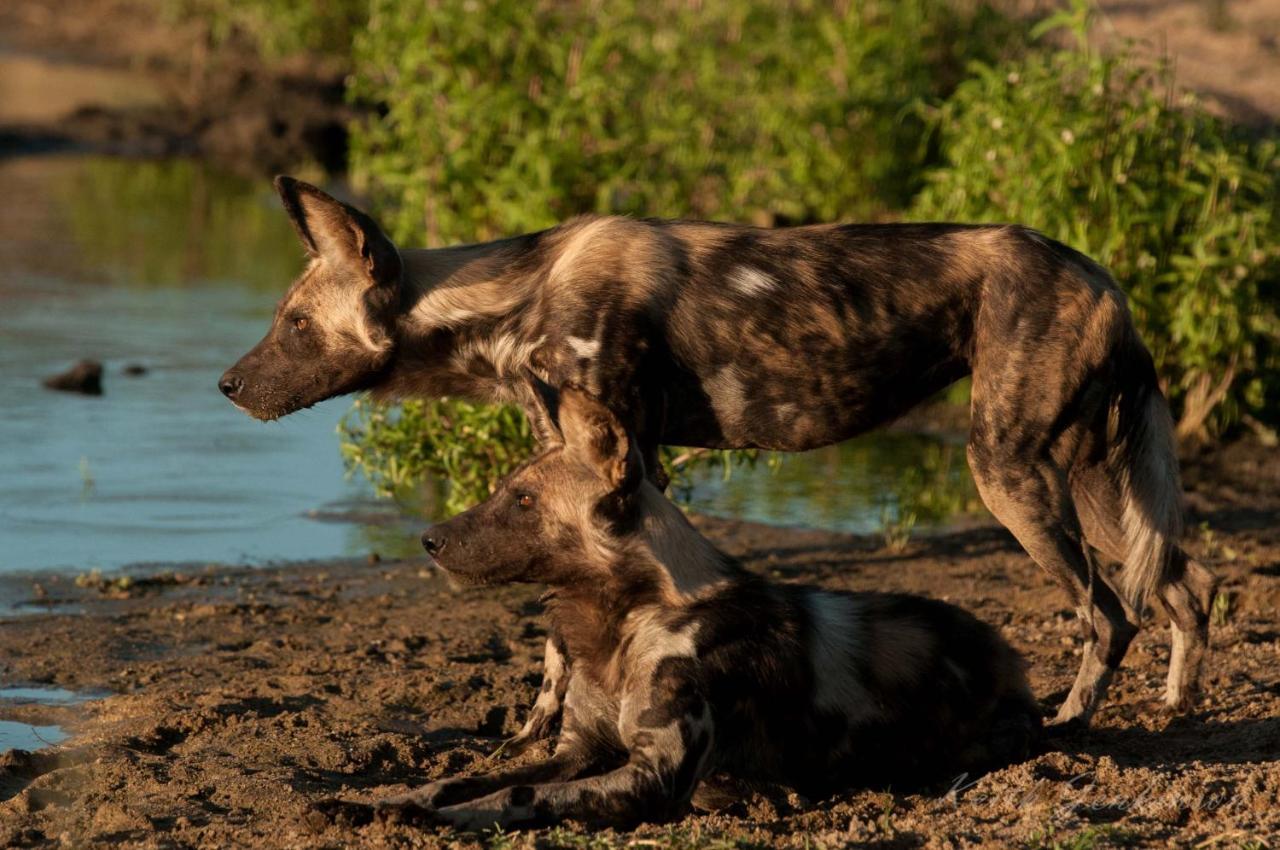 Inyati Game Lodge *