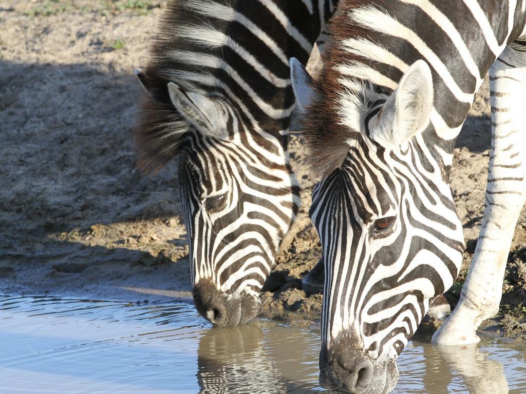 Inyati Game Sabi-Sand-Reservat